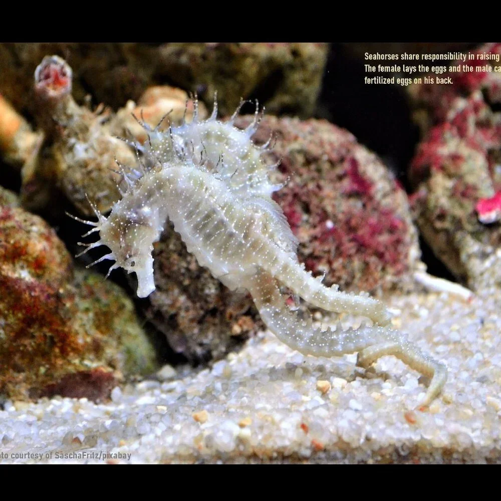 2027 Seahorse Calendar Ocean Marine Life Photography Coastal Decor Wall Calendar
